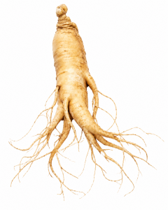 Ginseng