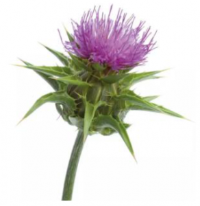 Mariendistel